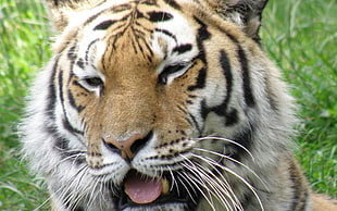 tiger close-up photo